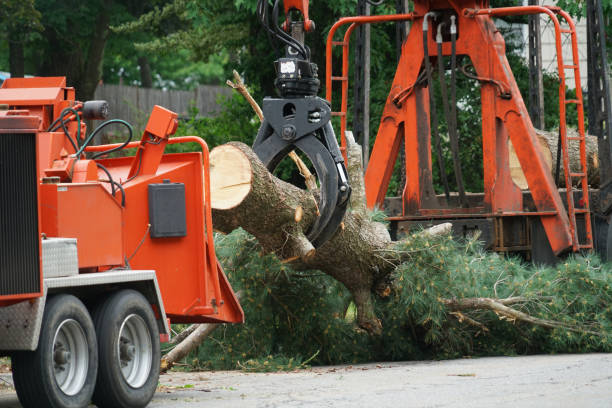 Emergency Storm Tree Removal in Estill, SC